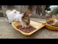 Cute stray cats asking for food to silence their hunger.