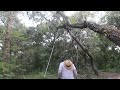 Pole Saw Action - Hanging Hickory, Part 9