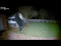 This Bear Messed with the Wrong Chicken Coop | RingTV