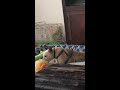 Another video of Skip the foster dog playing with a toy