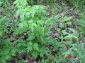 Time Lapse--Canada Anemone