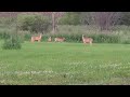 Deer on the front lawn.