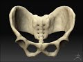 zBrush - Hipbone (Turntable)