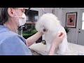 Dog Grooming Laika (Dog grooming a poodle)