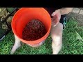 Sunflower Seed Harvesting