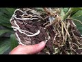 ORCHID CARE: HOW TO KILL SCALE, MEALY BUGS and APHIDS ON ORCHIDS 1080p