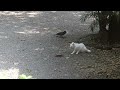 Crows keep on irritating a cat