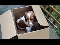 Welsh Springer Spaniel playing in box