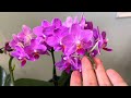 Just sprinkle some on the roots in the summer! Suddenly the orchids revive and bloom profusely.