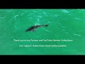Very Large Great White Shark Reacts to Standup Paddleboarder