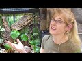 How to Care for Gray Treefrogs!