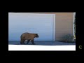 Bear and Man Spook Each Other loop