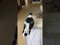 The Australian magpie who barks more than my dog