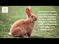 Amazing interesting fun facts about animals Part 3| Interesting facts about Animal| Updated Facts