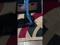 Black Cat and Kitten Playing with Yarn@krazykittiesfunandcatswith838