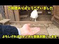 なんとか自分の力で外に出れないか誘導を試みます…【ニワトリ飼育】 192話目