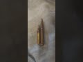 .556 ammo size compared to 8mm
