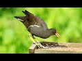 Gentle Piano Music With Chirping Birds | Music helps Relax and Sleep Deeper