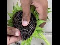 Harvesting sunflower seeds easily