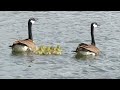 Spring Delight: Newborn Goslings Take Their First Steps! Part 1