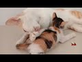 Rasa Cinta ibu Kucing kepada Anaknya#cat #cute #kucing #song #shorts