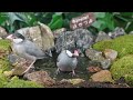 Cat TV | Dog TV! 4HRS of Soothing Birdbath with Birds Chirping for Separation Anxiety, No Loop! A156