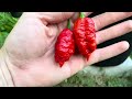 September Hot Pepper Garden Harvest!