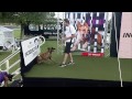 Diving Dog - 2013 Purina® Incredible Dog Challenge® St. Petersburg