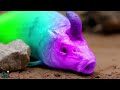 Stop Motion ASMR - Rainbow eel trap, Tokay gecko, ornamental fish, big eel in mud hole