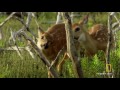 Meet the Residents of Everglades National Park | America's National Parks