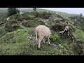 Freedom of cattles,sheep,horse|Pasturage of good diet for sheep on the Himalaya||