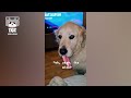 He's guilty again!🐶😠Funny Guilty Dogs🤣 Guilty Dogs Video Compilation