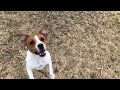 Hippity Hoppity Jack Russell Terrier