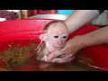 The Magic of Love Poor Monkey And Mother : Heartwarming Stories Videos Collection