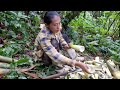 Harvesting bamboo shoots to bring to the market to sell - rural life | Triệu Thị Dất