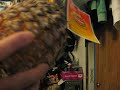 Ripe Ass Pineapple
