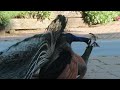 Peacock Mating 25