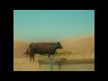 Pastoral Noon | SONY FX30 | Sigma 18-50MM F2.8 | 4K Cinematic Film