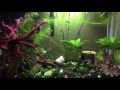 Celebes Rainbowfish community tank + Salt and Pepper Cory Cats, Amano Shrimp
