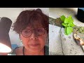 🇯🇵Saved Two SHISO (Japanese basil) 🌿 59-Yr-Old Japanese Woman Talks In English