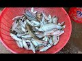 Real life traditional cast net fishing in the rural when the water level is getting low