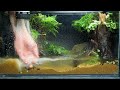 I Made an Upcycled Paludarium. Here’s How.