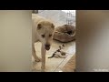 Dogs Who Love Their Kitten Since The Moment They Met - CATS AND DOGS Friendship