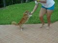 Professional Dancing Dog 2
