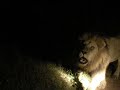 Lions roaring - Sabi Sands 2018