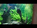 Juwel Trigon 190 Planted Freshwater