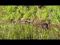 Beautiful beaver enjoying a meal | Wildlife in Nova Scotia #beaver #beavers #capebreton #novascotia