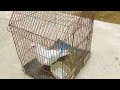 Ajj kabuter ka cage saf kiya // (Seli short reels) #cleaning #cage_birds #virelvideo