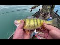 Giant Lake Erie Perch!(2 Man Limit)