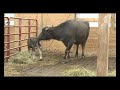 Mother Water Buffalo & Her Newborn Calf